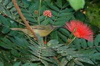 Eastern Olive-Sunbird - Cyanomitra olivacea
