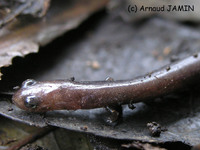 : Lineatriton lineolus; Mexican Slender Salamander