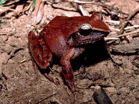 : Platymantis corrugatus; Rough-backed Forest Frog