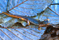 : Rhyacotriton kezeri; Columbia Torrent Salamander