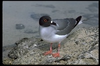 : Creagrus furcatus; Swallow-tailed Gull