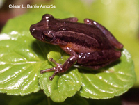 : Scinax wandae