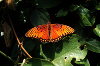 : Agraulis vanillae; Butterfly Family