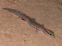 : Diplodactylus pulcher; Beautiful Gecko