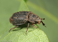 : Trox sp.; Hide Beetle