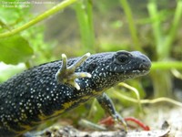 Stor vandsalamander (Triturus cristatus) Foto/billede af