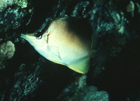 Prognathodes aculeatus, Longsnout butterflyfish: aquarium