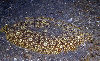 Pardachirus pavoninus, Peacock sole: fisheries