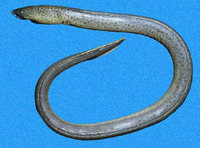 Pisodonophis daspilotus, Marble-toothed snake-eel: