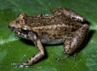 Image of: Eleutherodactylus planirostris (greenhouse frog)