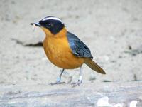 Cossypha niveicapilla - Snowy-crowned Robin-Chat