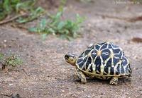 Image of: Geochelone elegans (Indian star tortoise)