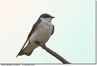 White-rumped Swallow - Tachycineta leucorrhoa