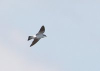 White-winged Swallow - Tachycineta albiventer