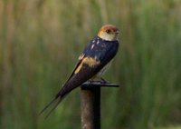 Greater Striped-Swallow - Cecropis cucullata