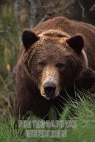 Grizzly Bear , Katmai National Park , Alaska . Ursus arctos stock photo