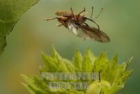 Hazelnut weevil ( Curculio nucum ) stock photo