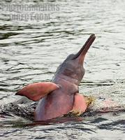 ...Amazonian pink dolphin ( Inia geoffrensis ) , in the Amazon is a legendary being , know as boto 