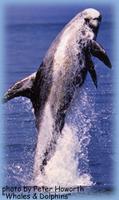 A Risso's dolphin breaching