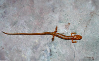 : Eurycea longicauda longicauda; Longtail Salamander