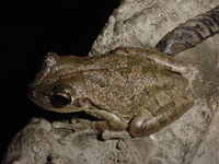: Osteopilus septentrionalis; Cuban Treefrog