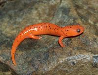 : Pseudotriton montanus diasticus; Midland Mud Salamander