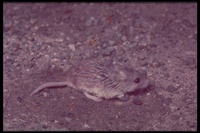 : Onychomys leucogaster; Northern Grasshopper Mouse