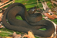 : Nerodia fasciata; Southern Water Snake