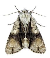 Acronicta alni - Alder Moth
