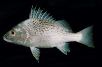 Pomadasys argenteus, Silver grunt: fisheries