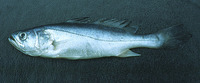 Cynoscion steindachneri, Smalltooth weakfish: fisheries, aquaculture