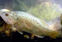 Micropterus salmoides, Largemouth bass: fisheries, aquaculture, gamefish, aquarium