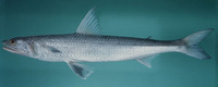 Saurida tumbil, Greater lizardfish: fisheries