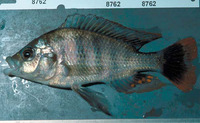 Haplochromis labiatus, :