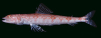 Synodus doaki, Arrowtooth lizardfish: