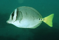 Prionurus punctatus, Yellowtail surgeonfish: aquarium