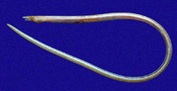 Ichthyapus selachops, Smiling snake-eel: