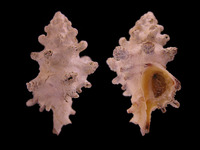 Attiliosa nodulifera