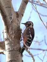 Image of: Dendrocopos major (great spotted woodpecker)