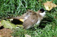 Image of: Pycnonotus xanthorrhous (brown-breasted bulbul)