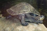 Podocnemis unifilis - Yellow-spotted Amazon Turtle