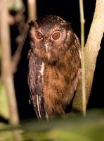 Tawny-bellied Screech-Owl - Megascops watsonii