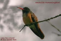 Amazilia Hummingbird - Amazilia amazilia