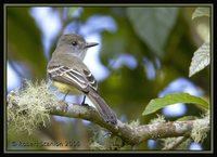 Pale-edged Flycatcher - Myiarchus cephalotes