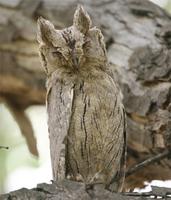 Pallid Scops-owl
