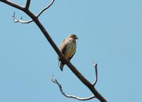 Juvenile Double-toothed Kite