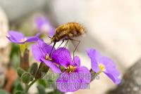Bee Fly ( Bombyliidae ) at a flower stock photo