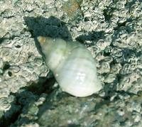 Dogwhelk - Nucella lapillus