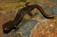 : Hydromantes shastae; Shasta Salamander