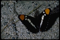 : Adelpha bredowii; California Sister Butterfly
